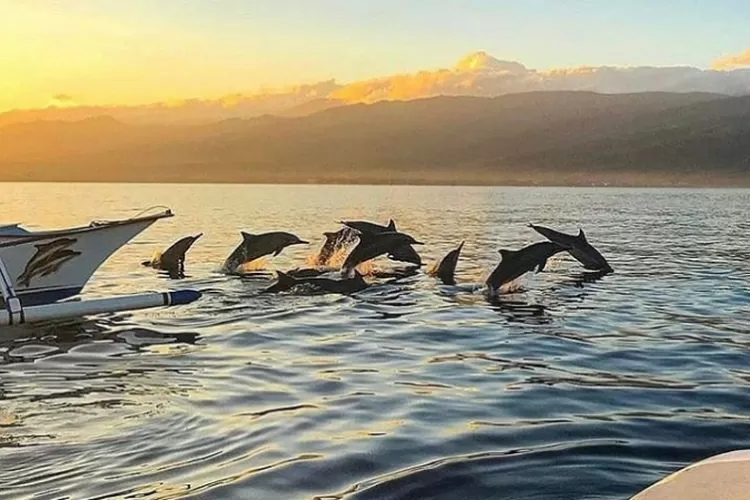 Tiket Melihat Dolphin di Lovina Bali